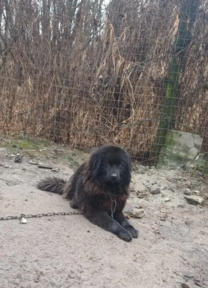 Schimb ciobănesc corb - imagine 2