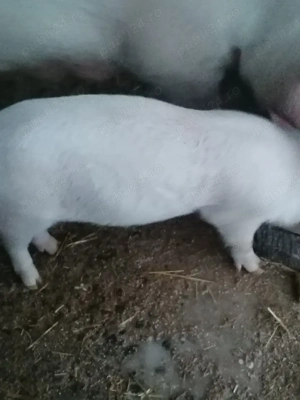 Vând purcei  - imagine 2