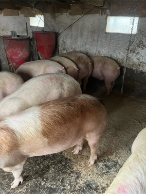 vind soldani si porci  - imagine 3