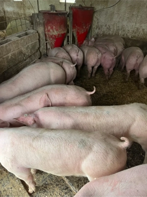 vind soldani si porci  - imagine 2