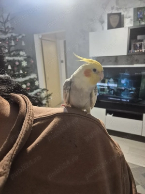 Vand Papagal Nimfa + Colivie