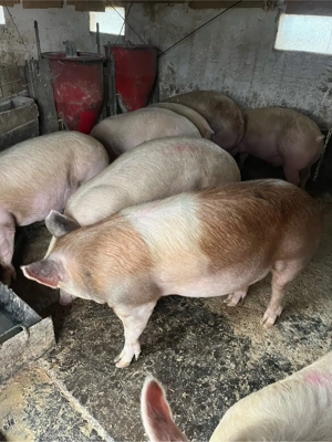 vind soldani si porci - imagine 2