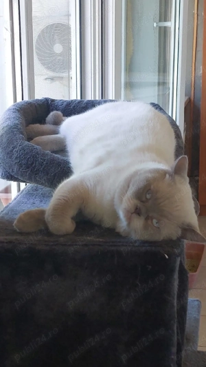 Motan British Shorthair - imagine 3