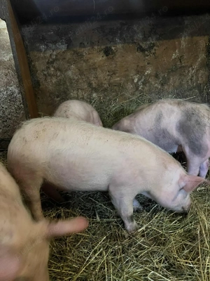 vând purcei  - imagine 3