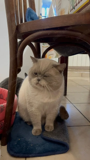 Motan British Shorthair - imagine 4