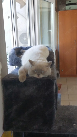 Motan British Shorthair - imagine 5