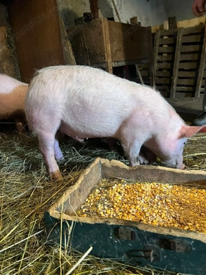 vând purcei  - imagine 2