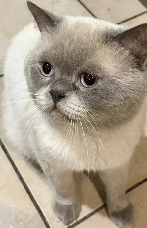 Motan British Shorthair - imagine 2