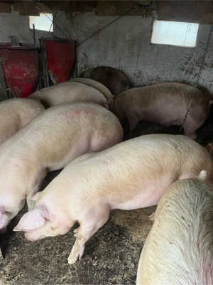 vind porci si purcei de carne - imagine 2