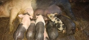 vând grasuna cu purcei 