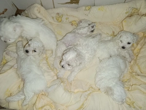 Căței Bichon Maltese  - imagine 2