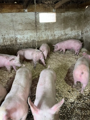 vind soldani si porci - imagine 3