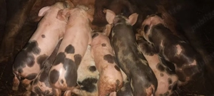 scroafă cu purcei  - imagine 3