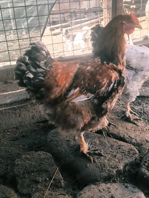 Exemplare superbe cocoș brahma - imagine 3