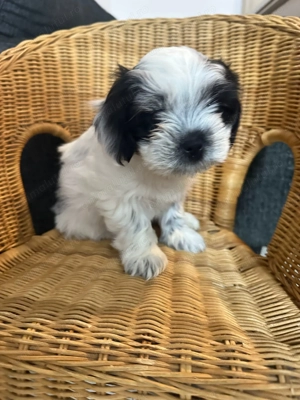 Shih tzu talie mica