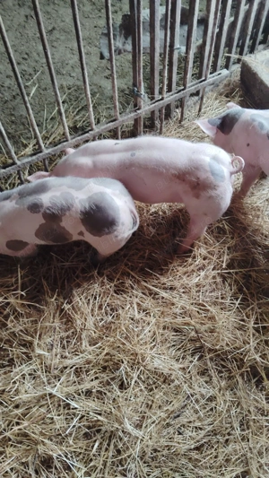 Vând purcei pietrain 