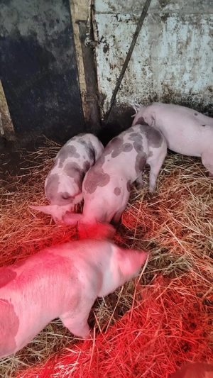 Vând purcei pietrain 