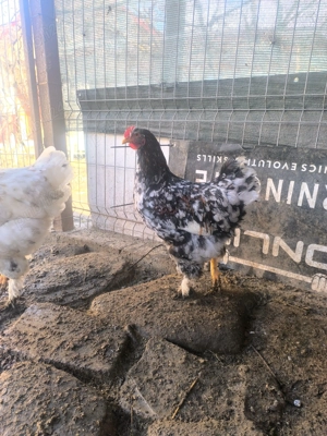 Exemplare superbe cocoș brahma - imagine 5