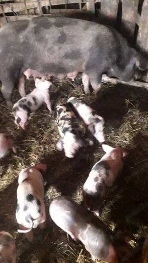 scroafa de vînzare - imagine 2