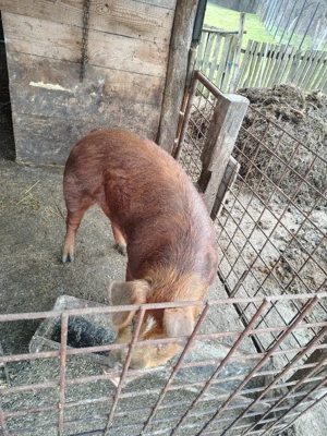 Vand purcea  - imagine 3