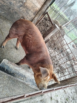 Vand purcea  - imagine 2