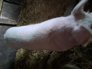 Vand porci de carne - imagine 3