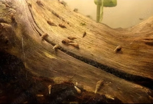 35 buc Melci de substrat - Melanoides Tuberculata