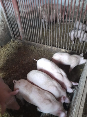 Purcei de vanzare 10 săptămâni,  350 buc . În Livada de Bihor.  Inf.  