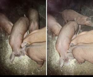 Vând purcei duroc