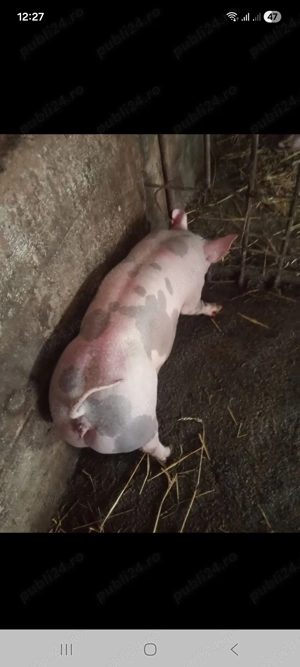 Scrofiță pietrain pt.reproducție - imagine 4