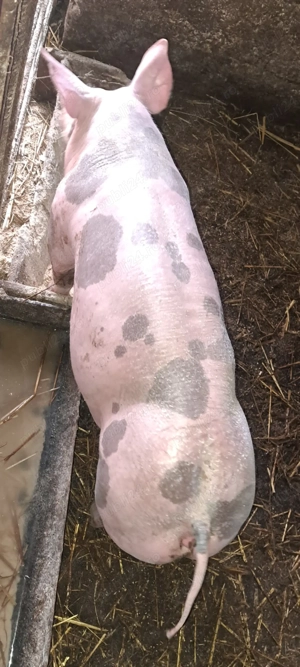 Scrofiță pietrain pt.reproducție - imagine 3