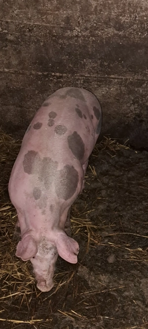 Scrofiță pietrain pt.reproducție - imagine 2