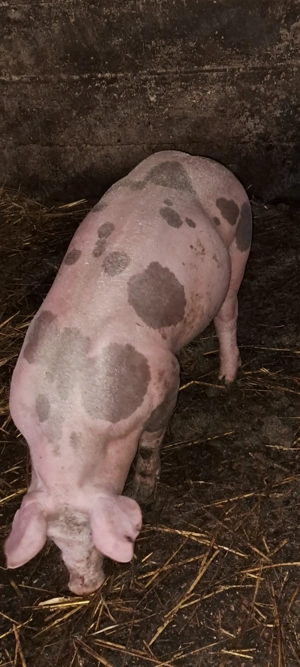 Scrofiță pietrain pt.reproducție - imagine 5