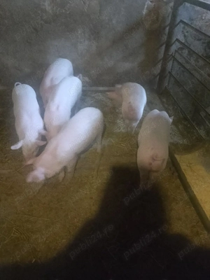 Purcei de vânzare  - imagine 2