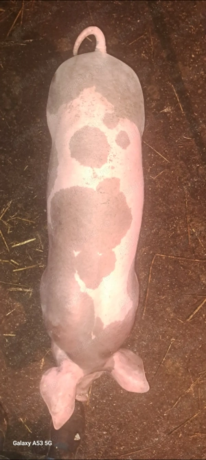 Șoldan pt.îngrășat - imagine 3