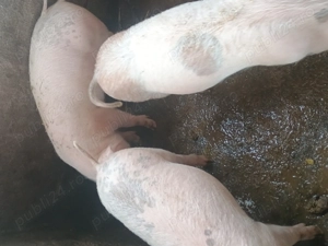 Vând purcei de rasa Marele Alb cu Duroc  - imagine 4