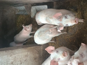 Vând purcei de rasa Marele Alb cu Duroc  - imagine 3