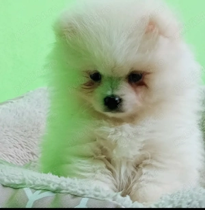 Băiețel Pomeranian cu pedigree 