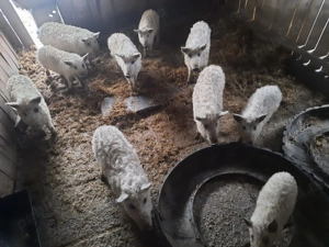 Porci Mangalița!!! - imagine 3