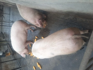 Porci pentru sacrificat - imagine 5