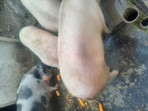 Porci pentru sacrificat - imagine 4