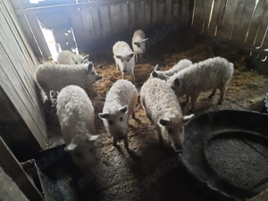 Porci Mangalita - imagine 5