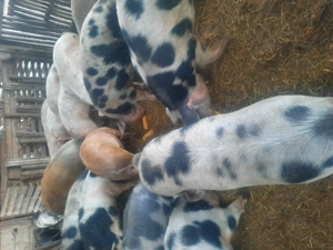 Soldani  de  vânzare  - imagine 2