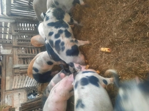 Soldani  de  vânzare  - imagine 4