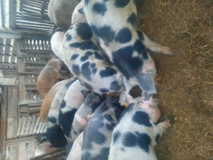 Soldani  de  vânzare  - imagine 3