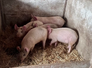 Vand purcei - imagine 2