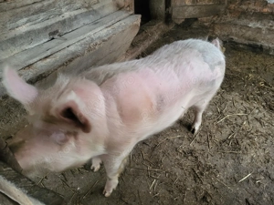 De vanzare  - imagine 5