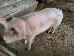 De vanzare  - imagine 4