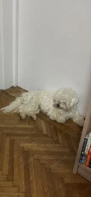 Bichon Maltez, 1 an - imagine 3