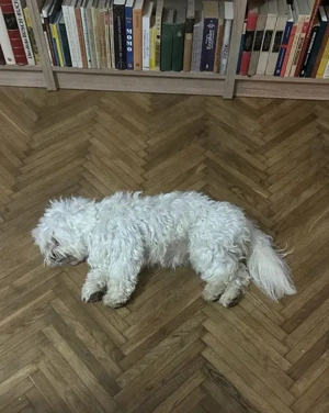 Bichon Maltez, 1 an - imagine 2